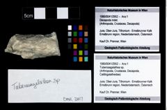 Foto (Objekt + Etikett) von Tuberosagalathea sp.  (NHMW-GEO-1990-0041-2952)